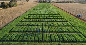 La Nación / Trigo: un rubro clave en la agricultura y con una producción que mueve 1,2 millones de toneladas