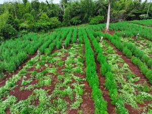 SENAD elimina mega plantación ilícita de casi 60 hectáreas en Amambay