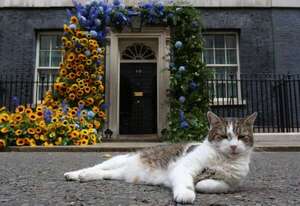 El gato Larry cumple 15 años como “jefe cazador de ratones” en el 10 de Downing Street - Mascotas - ABC Color