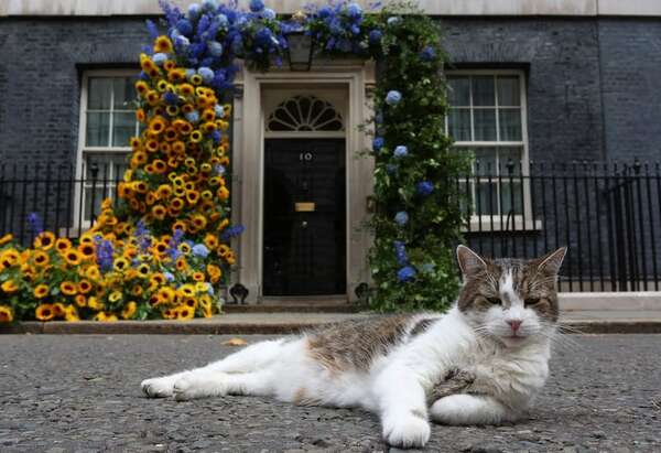 El gato Larry cumple 15 años como “jefe cazador de ratones” en el 10 de Downing Street - Mascotas - ABC Color