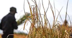 La Nación / El buen desempeño del sector agrícola aportó en el crecimiento económico sostenido del país