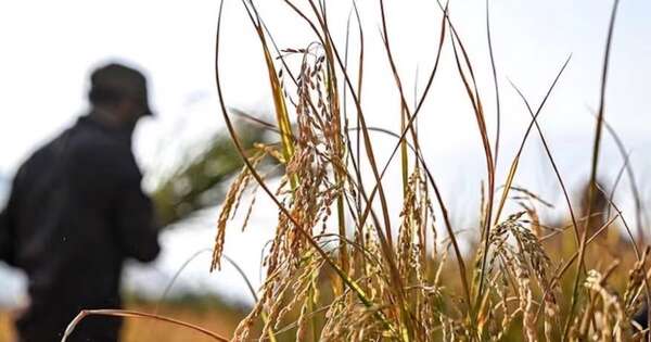 La Nación / El buen desempeño del sector agrícola aportó en el crecimiento económico sostenido del país