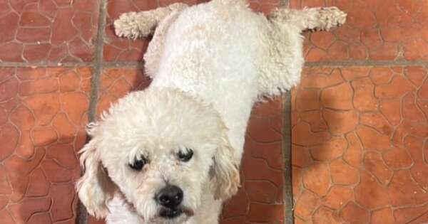 La Nación / Itauguá: piden intervención de Defensa Animal tras secuestro y muerte de un perrito