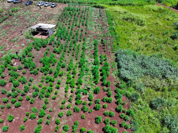 Eliminan 57 hectáreas de marihuana en operativo “Toro Expo” en Amambay