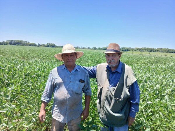 Soja: señales de recuperación en fincas de San Pedro tras años de sequía