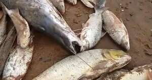 Diario HOY | Denuncian mortandad de peces en el río Tebicuary y sospechan contaminación