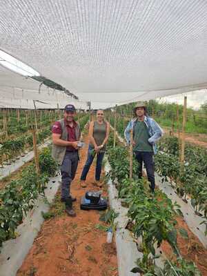 Buscan revolucionar cultivos de tomate en Caaguazú, con tecnología israelí