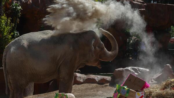 Trompita, la elefanta que desafía al tiempo, celebra en Guatemala sus 65 años