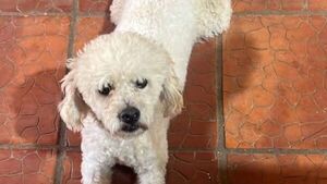 Se negó a prestarle plata a un chespi y él se vengó de una forma terrible