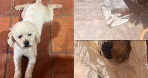 Diario HOY | Justicia para Matheo, el caniche robado y devuelto muerto en una bolsa a sus dueños