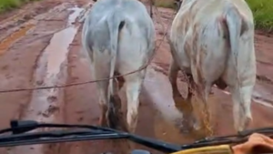 Con dos bueyes estiraron camión para salir del barro en Capiibary