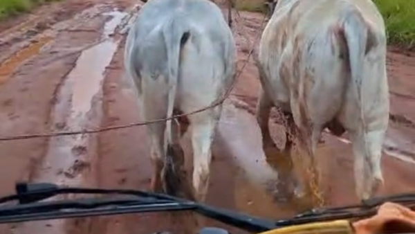 Con dos bueyes estiraron camión para salir del barro en Capiibary