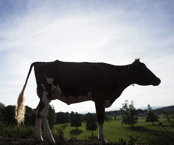 Uruguay exportó lácteos por un monto récord e importó menos durante el año pasado