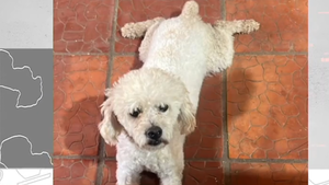 Crueldad animal: Matan a caniche en Itauguá y lo dejan en una bolsa