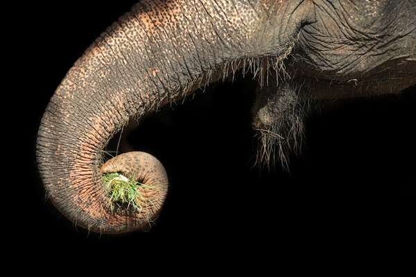 Los bigotes de la trompa explican el tacto extraordinario de los elefantes - Ciencia - ABC Color