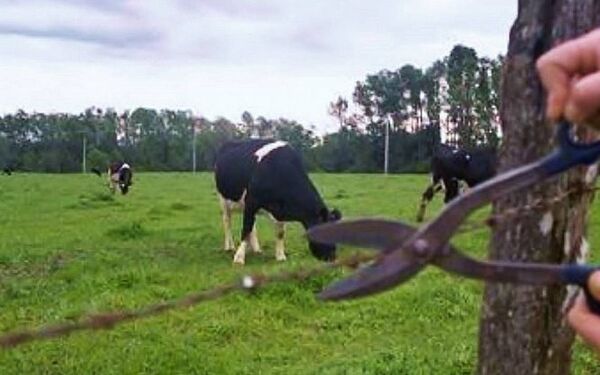 Abigeos faenan un animal vacuno y roban otro en establecimiento rural de Loreto - Concepción al Día