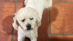 Roban un caniche y lo devuelven muerto en una bolsa tras negarse a pagar en Itauguá - Noticiero Paraguay