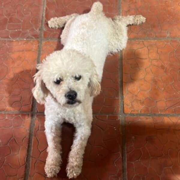 Denuncian crueldad animal: caniche fue asesinado y devuelto en una bolsa a su dueña - trece