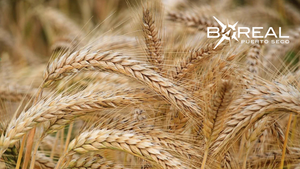 Producción de trigo se consolida como un rubro autosustentable en el país | Unicanal