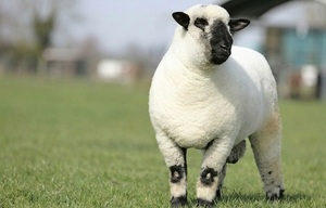 Cumbre Ovina: genética y hembras élite que buscan potenciar la producción, con El Rodeo