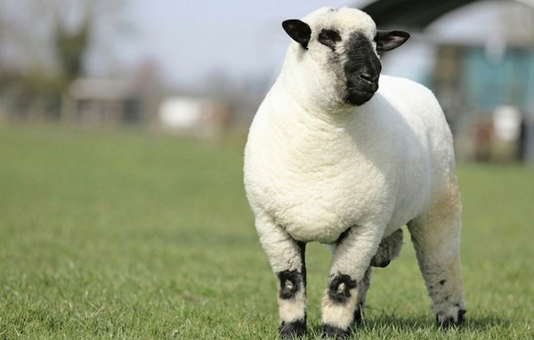 Cumbre Ovina: genética y hembras élite que buscan potenciar la producción, con El Rodeo