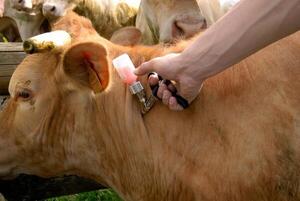 Comenzó el primer periodo de vacunación contra la fiebre aftosa en Paraguay