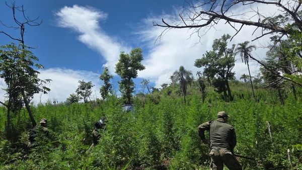 Destruyen e incineran plantación de supuesta marihuana en zona rural de Yby Yaú - Concepción al Día