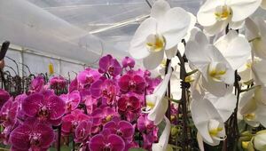 Más de 180 familias serán beneficiadas con Feria Semanal de la Agricultura Familiar