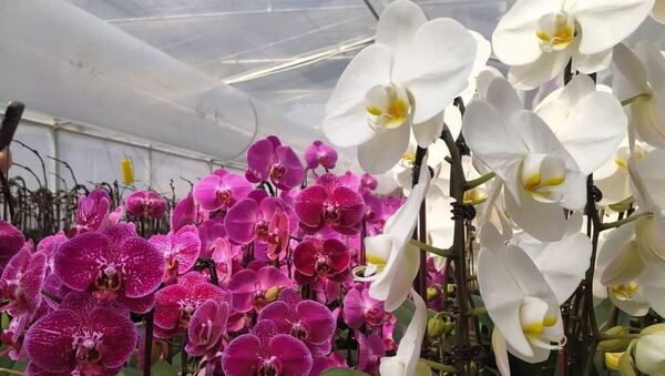 Más de 180 familias serán beneficiadas con Feria Semanal de la Agricultura Familiar