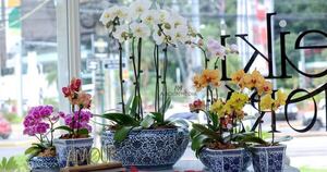La Nación / Keiki celebra el mes de los enamorados con orquídeas que expresan amor y admiración