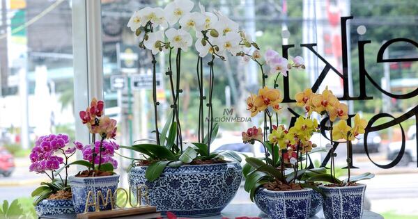 La Nación / Keiki celebra el mes de los enamorados con orquídeas que expresan amor y admiración
