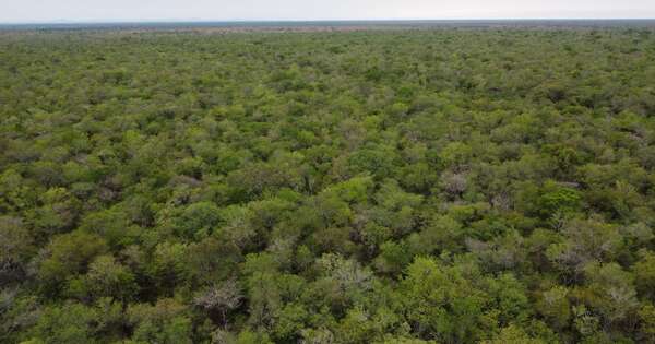 Expertos internacionales debatirán oportunidades del mercado de carbono en Paraguay