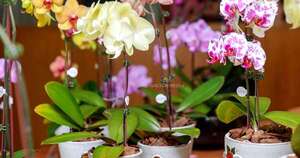 Diario HOY | Los enamorados celebraron su día con las orquídeas de Keiki