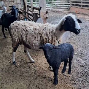 Itapúa apuesta al crecimiento de la producción ovina tras apertura del mercado árabe