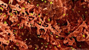 Tres virus bajo vigilancia internacional por su potencial de crisis sanitaria