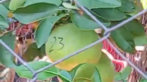 Vecina enumeró con marcador sus pomelos para pillar si le están robando