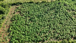 SENAD erradica 3 hectáreas de cultivos ilícitos en San Pedro - Concepción al Día