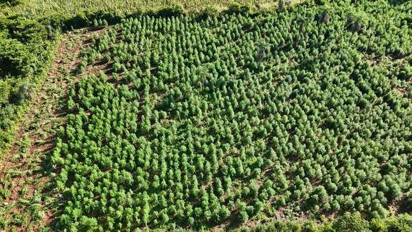 SENAD erradica 3 hectáreas de cultivos ilícitos en San Pedro - Concepción al Día