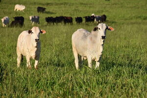 MBRF logra trazabilidad total en Brasil y avanza hacia la certificación de carne de bajo carbono