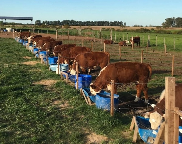 Uruguay impulsa el arroz cáscara como alternativa en dietas de recría y feedlot