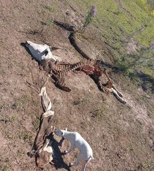 Hecho de abigeato golpea a productor pecuario en Asentamiento Paz y Alegría - Concepción al Día