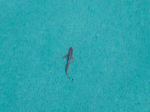 Nuevos hallazgos sobre tiburón ‘bigotudo’ desafían la evolución de la especie - Ciencia - ABC Color