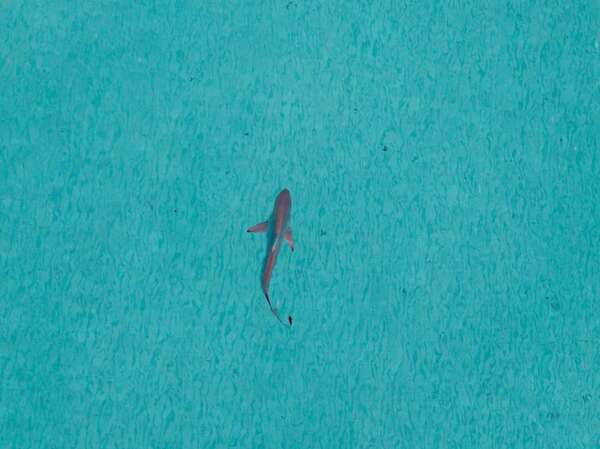 Nuevos hallazgos sobre tiburón ‘bigotudo’ desafían la evolución de la especie - Ciencia - ABC Color