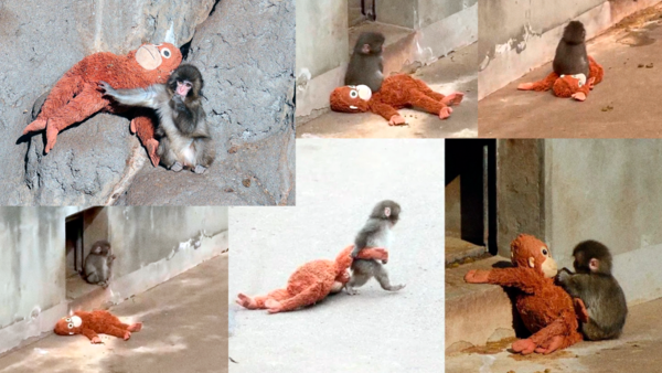 Video: Punch, el monito que se volvió viral al aferrarse a su peluche