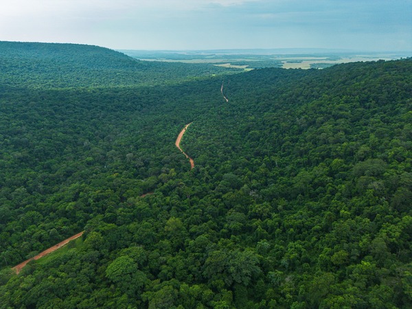 Reporte nacional revela estabilidad y crecimiento de los bosques paraguayos - ADN Digital