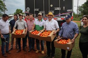 MAG asegura producción suficiente de tomate para el mercado interno