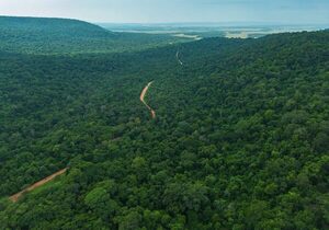 Paraguay conserva el 44,4% de su territorio forestal y registra baja en la deforestación, según Infona