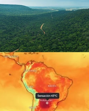 Ola de calor y bosques: ¿cuál es la situación actual?