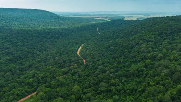 Infona: Paraguay conserva 44 % de su territorio forestal y registra menos deforestación