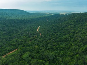 Según informe de Infona, Paraguay conserva el 44,4% de su territorio forestal | Unicanal